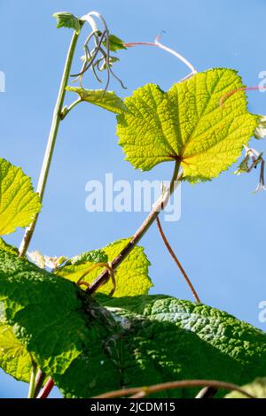 Karmesinrote Rebe, Vitis coignetiae, Blätter, ungenießbare Traube Stockfoto