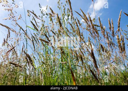 Lange Graswiese wartet auf Mähen, hohes Gras Stockfoto