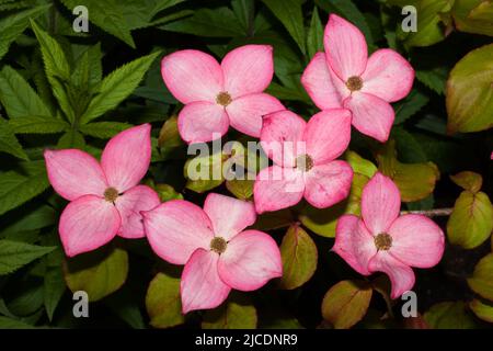 Cornus kousa (chinesisches Dogwood) ist ein kleiner Laubbaum, der in Ostasien beheimatet ist, heute aber als Zierpflanze weit verbreitet ist. Stockfoto