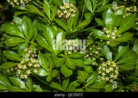 Eleutherococcus sieboldianus (fünfblättrige Aralia) ist ein stacheliger Laubstrauch, der in der chinesischen Provinz Anhui beheimatet ist, aber anderswo für Gärten eingeführt wird. Stockfoto