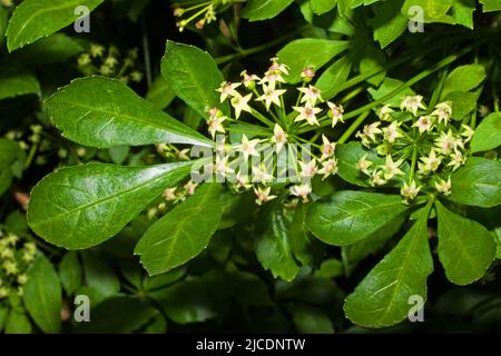 Eleutherococcus sieboldianus (fünfblättrige Aralia) ist ein stacheliger Laubstrauch, der in der chinesischen Provinz Anhui beheimatet ist, aber anderswo für Gärten eingeführt wird. Stockfoto