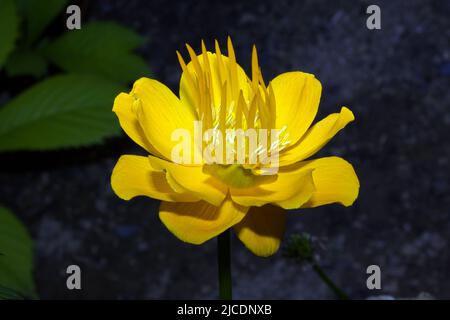 Trollius chinensis (chinesischer Globeflower) ist in Sibirien, Sakhalin, den Kurilen, der Mongolei, Korea, Und Nordchina in feuchter Wiesenlandschaft. Stockfoto