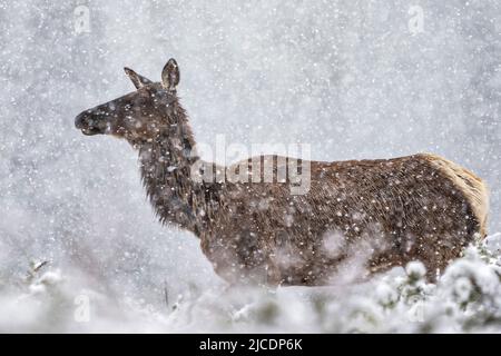 Eine weibliche Elche steht im Grand Teton National Park, in Moran, Wyoming, in einem Feld der Sagebursche bei einem Schneesturm im späten Frühjahr. Stockfoto