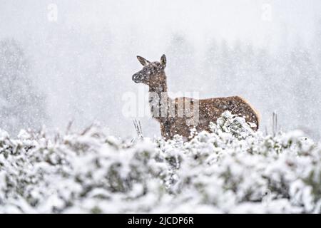 Eine weibliche Elche steht im Grand Teton National Park, in Moran, Wyoming, in einem Feld der Sagebursche bei einem Schneesturm im späten Frühjahr. Stockfoto