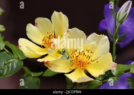 Zwei gelbe Blüten der persischen Rose Ducat Mella als Nahaufnahme mit Blick auf die schöne Blume Stockfoto