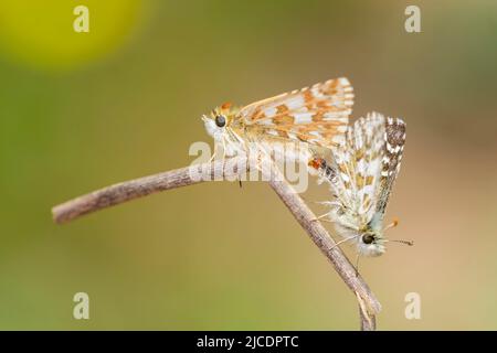 Pyrgus onopordi oder der bigornische Karos stammt aus der Familie Hesperiidae Stockfoto