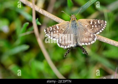 Pyrgus onopordi oder der bigornische Karos stammt aus der Familie Hesperiidae Stockfoto