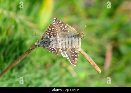 Pyrgus onopordi oder der bigornische Karos stammt aus der Familie Hesperiidae Stockfoto