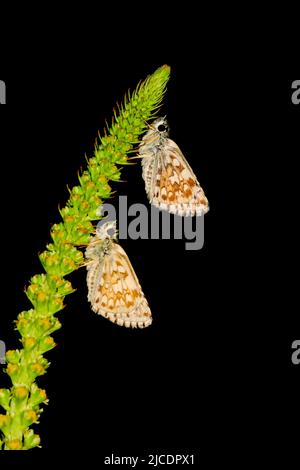 Pyrgus onopordi oder der bigornische Karos stammt aus der Familie Hesperiidae Stockfoto