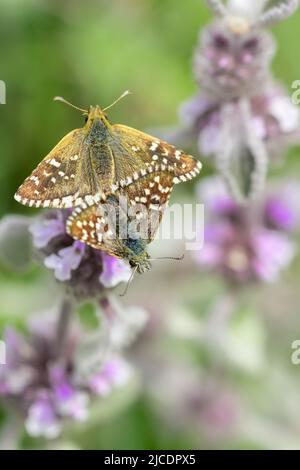 Pyrgus onopordi oder der bigornische Karos stammt aus der Familie Hesperiidae Stockfoto