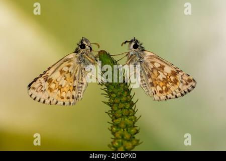 Pyrgus onopordi oder der bigornische Karos stammt aus der Familie Hesperiidae Stockfoto