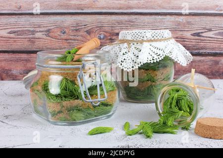 Fermentation junge Fichtentriebe bereiten sich mit braunem Zucker vor. Heilmittel gegen Husten und Asthma. Homöopathie und natürliche Volksmedizin. Stockfoto