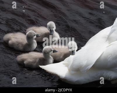 Vier eine Woche alte Cygnets, in der Nähe von Elternteil Swan. Ihre grauen, flauschigen Daunen, kontrastieren mit den weißen Federn des Erwachsenen und dem dunklen Flusswasser. Stockfoto