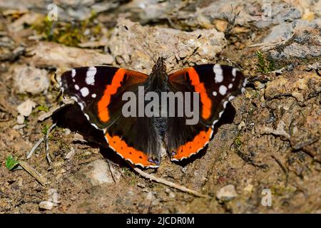 Vanessa atalanta oder Red Admiral Butterfly, die sich auf dem Boden ausruhen Stockfoto