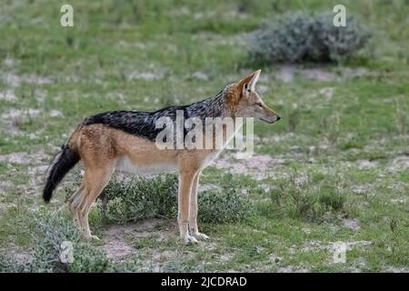Jackal im Busch, Canis mesomelas, Namibia in Afrika Stockfoto