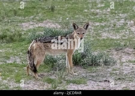 Jackal kämpft im Busch, Canis mesomelas, Namibia in Afrika Stockfoto