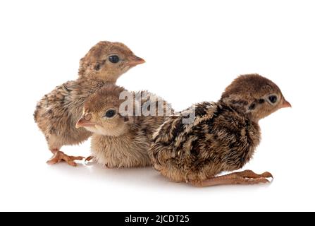 Rotbeinige Rebhuhnküken vor weißem Hintergrund Stockfoto