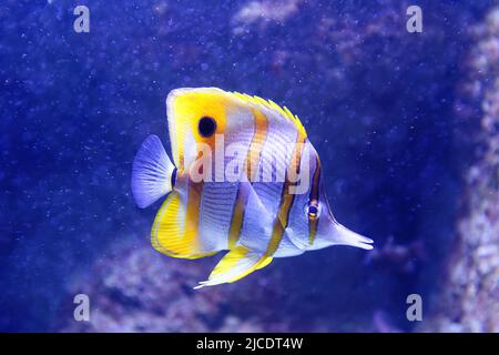 Der Copperband Butterflyfish -Chelmon rostratus, auch bekannt als der Schnabelkorallenfisch . Stockfoto