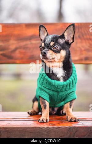 Tier, Haustier. Chihuahua Hund tricolor schwarz weiß braun. Hund in einem grünen Pullover. Stockfoto