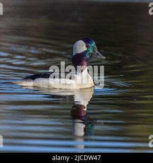 Männliche Bufflehead-Ente im Zuchtgefieder Stockfoto