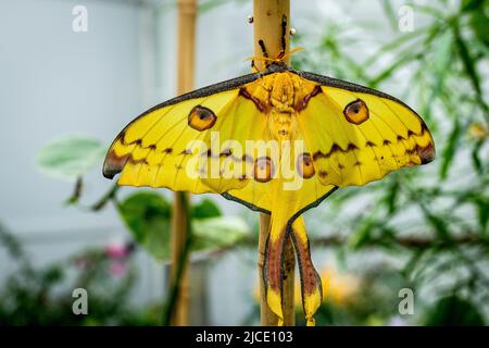 Komet Moth Butterfly fliegt frei in einem Vivarium. Stockfoto