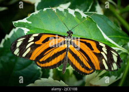 Tiger Longwing Schmetterling fliegt frei in einem Vivarium. Stockfoto