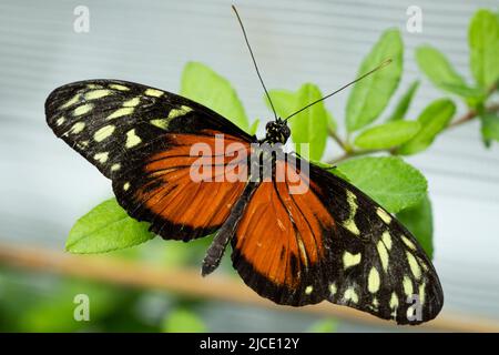 Tiger Longwing Schmetterling fliegt frei in einem Vivarium. Stockfoto