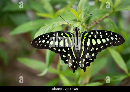 Schwanzhäher-Schmetterling fliegt frei in einem Vivarium. Stockfoto