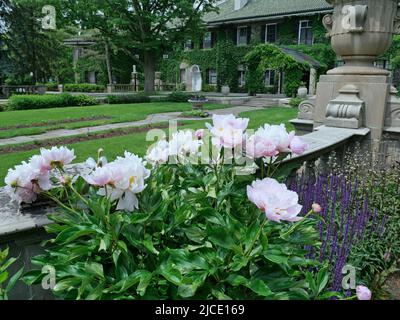 Pinkig weißer Pfingstrosenbusch neben einer Steinbalustrade, Glendon Hall, York University in Toronto Stockfoto