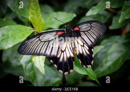 Großer Mormonenschmetterling, der frei in einem Vivarium fliegt. Stockfoto