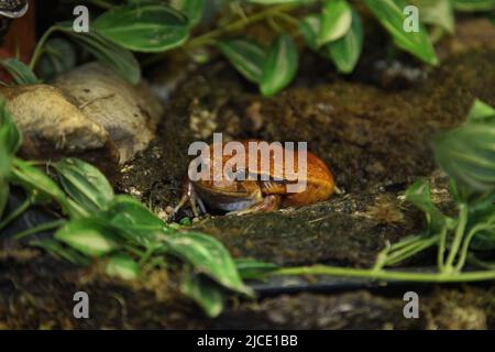 Falscher Tomatenfrosch, Dyscophus guineti. Wenn er bedroht ist, bläst der Tomatenfrosch seinen Körper auf. Die wilde Natur Madagaskars. Hochwertige Fotos Stockfoto