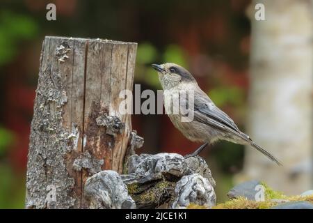 Grey Jay oder Canada Jay in Alaska Stockfoto