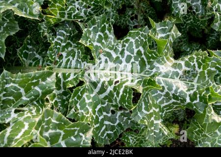 Silybum marianum, Blätter, Milchdistel, Carduus marianus Stockfoto