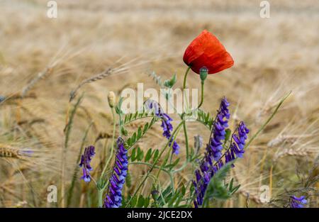Mohnblumen im Weizenfeld während der Sommerzeit Stockfoto