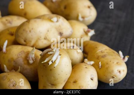 Gekeimte Kartoffeln. Makroaufnahme von Saatkartoffeln mit Sprossen. Wurzelpflanzen zum Pflanzen. Landwirtschaft und Landwirtschaft. Stockfoto