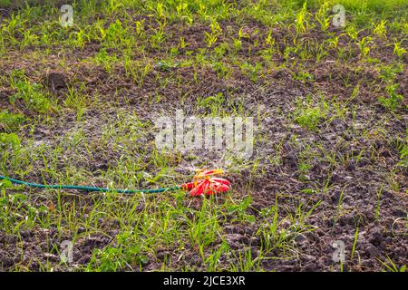 Den Garten mit einer kreisförmigen Sprühdüse auf dem Schlauch bewässern. Stockfoto