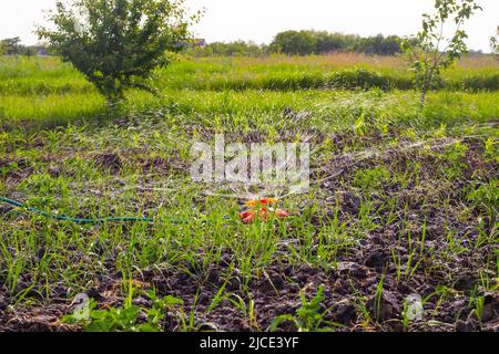 Den Garten mit einer kreisförmigen Sprühdüse auf dem Schlauch bewässern. Stockfoto