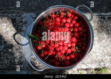 Frisch von Hand gepflückte Zwergkirschfrüchte in einem Metalltopf, italienischer Geschmack und Geschmack Stockfoto