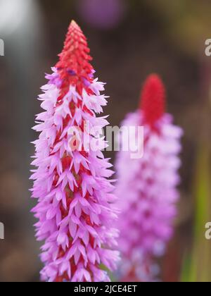 Orchidee oder chinesische PagodenPrimrose Stockfoto