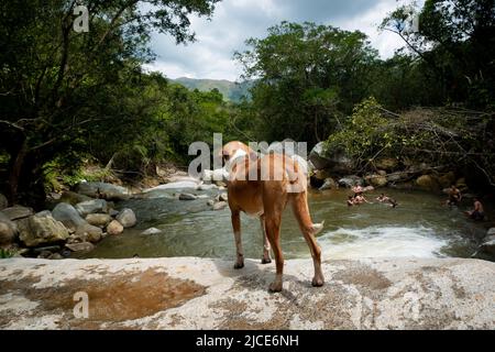 Cisneros, Antioquia, Kolumbien - 20. Februar 2022: Gemischter Hund beim Schwimmen junger Menschen im Fluss um die Felsen Stockfoto