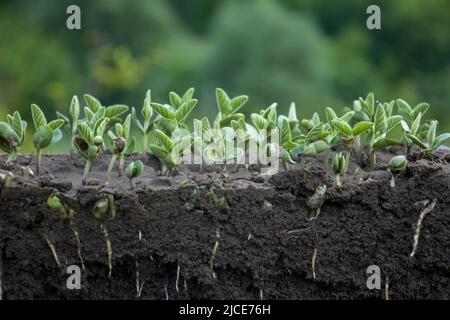 Junge Triebe von Sojabohnen mit Wurzeln. Unscharfer Hintergrund. Stockfoto