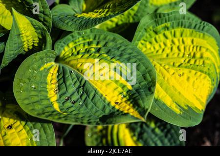 Blätter der ‘Orangenmarmelade’ von Hosta im Frühling Stockfoto