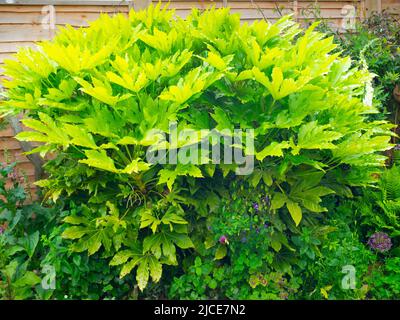 Fatsia japonica (Fatsi) oder die Japanerin Aralia japonica werden in einem privaten Garten in North Yorkshire sehr groß angebaut Stockfoto