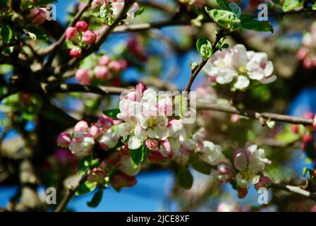 Äste von Krabbenapfelbaum mit rosa Knospen und weißer Blüte im Frühling. Stockfoto