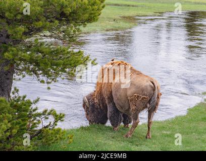 Yellowstone Bison am Flussrand trinkt Wasser, während ein kleiner Vogel auf ihm sitzt und eine Ente im Gras gegenüber ruht. Sie sehen die Rückseite des Büffels Stockfoto