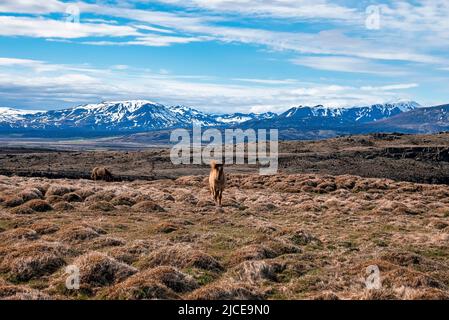 Islandpferde stehen auf einem grasbewachsenen Feld in Bergen vor blauem Himmel Stockfoto