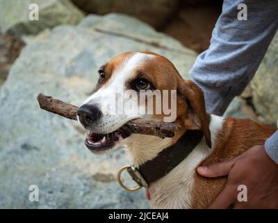 Brown and White Mixed Dog kaut auf einem Stock neben einigen Big Rocks und dem Fluss Stockfoto