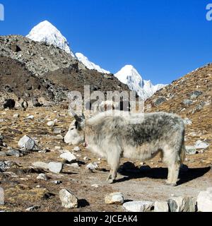 Weiß und grau Yak (Bos grunniens oder Bos mutus) Nepal himalaya, Berge Tier Stockfoto