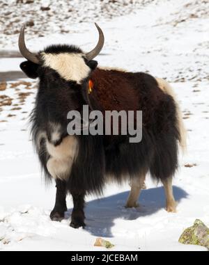 Schwarz-weißer Yak auf Schneehintergrund in Annapurna in der Nähe von Ice Lake, Nepal Stockfoto