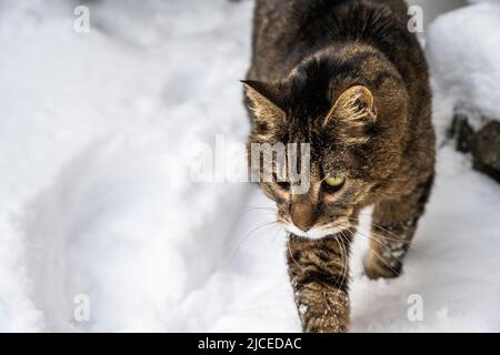 Braun und schwarz gestreifte, gestromte Katze, die im Schnee läuft Stockfoto